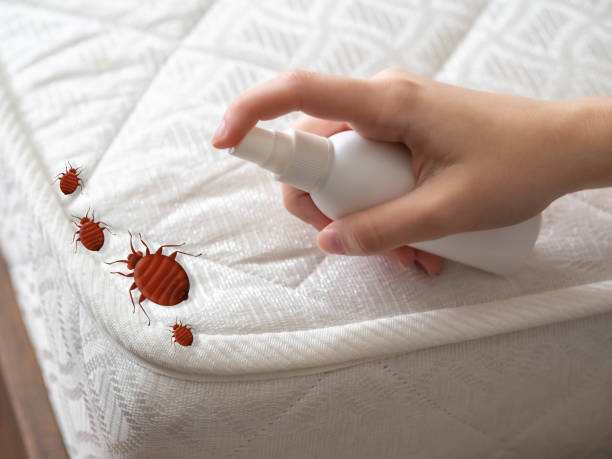 Best Pest Control Treatment  in Marlow, OK