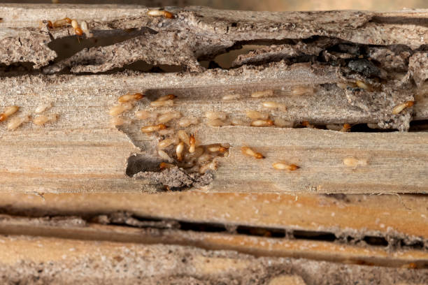 Best Affordable Exterminators  in Marlow, OK