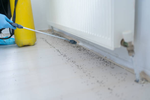 Flea Control Services in Marlow, OK