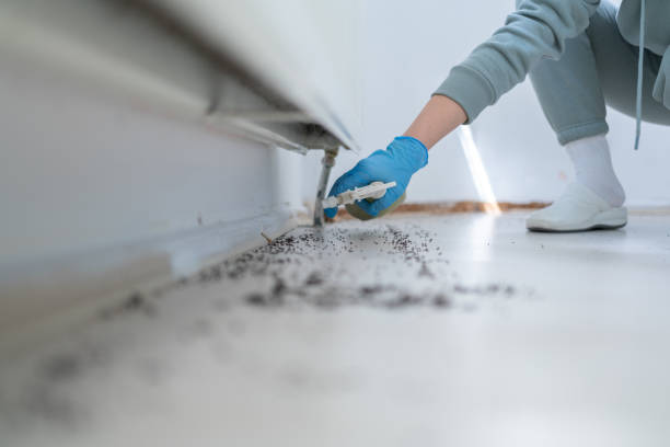 Best Ant Control Services  in Marlow, OK